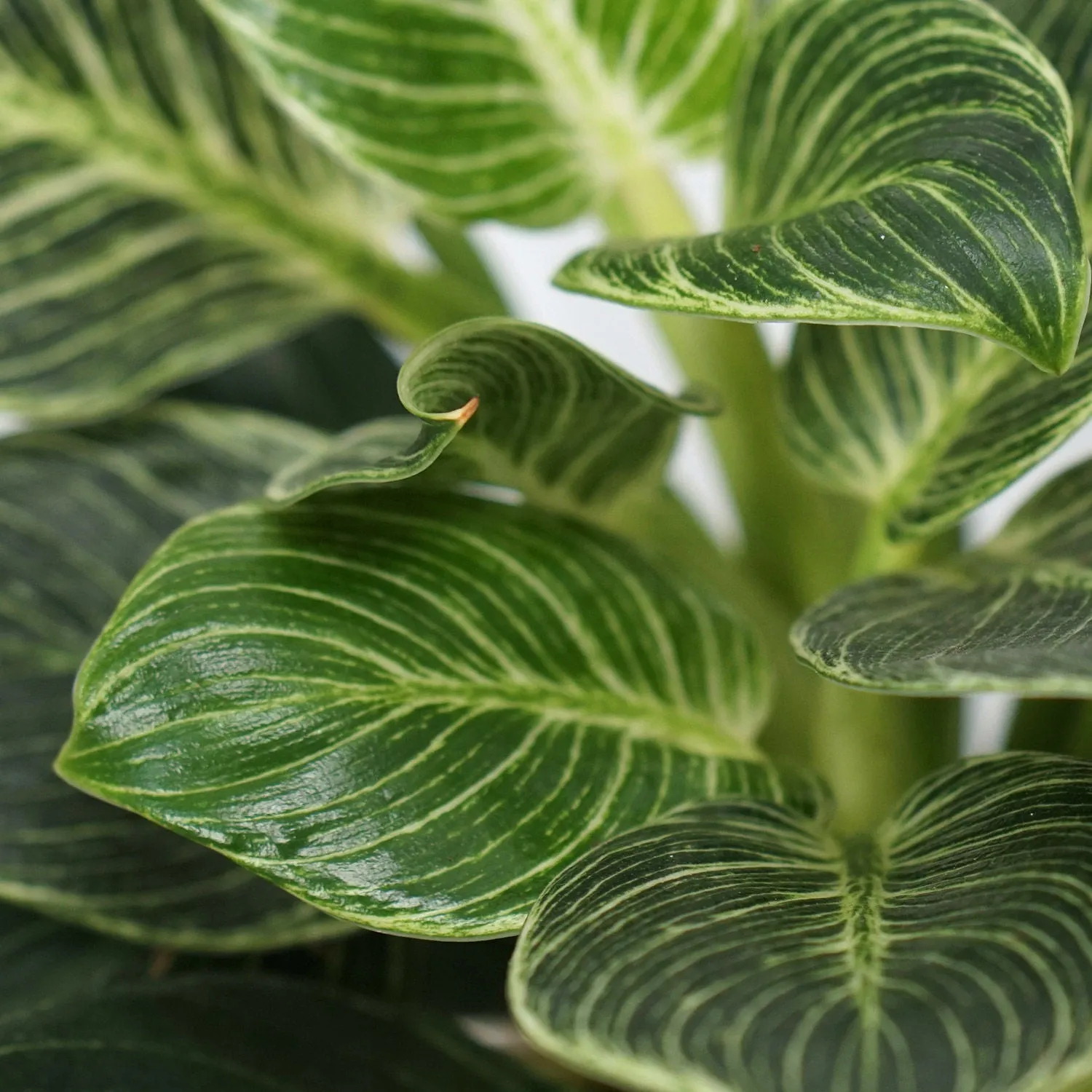 Philodendron Birkin in Elegant Dark Grey Ceramic Pot - Perfect for Home Décor