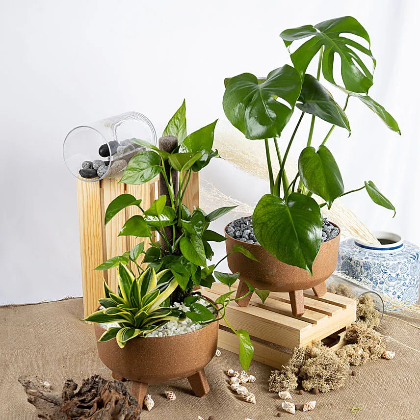Air Purifying Plants Set