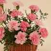 Pink Carnation Pearl Basket