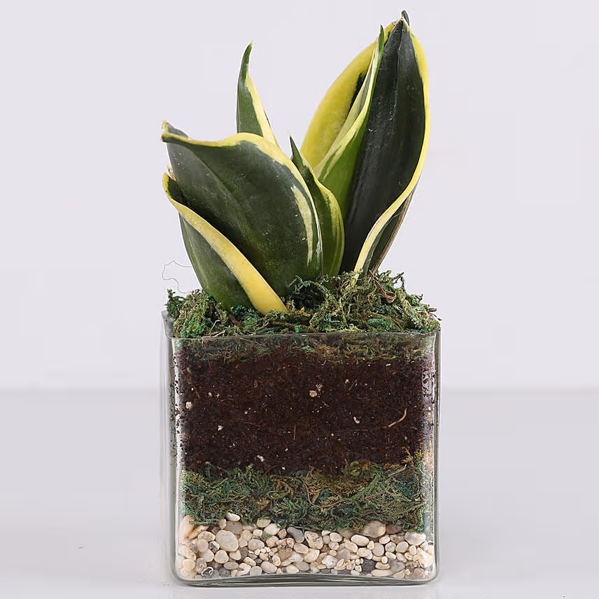 Lotus Sansevieria Plant 3 Glass Terrarium