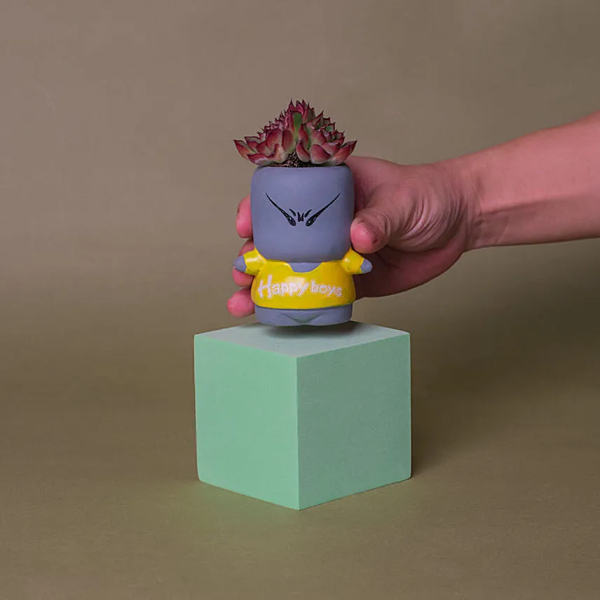 Echeveria Succulent Quirky Boy Pot