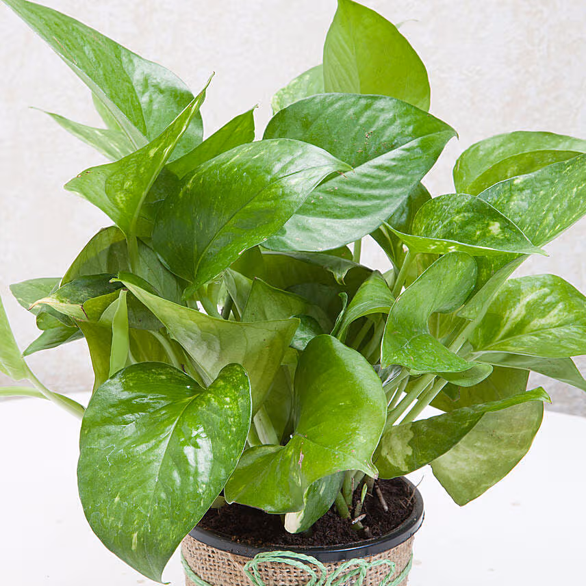 Classic Money Plant With Chocolate Cake