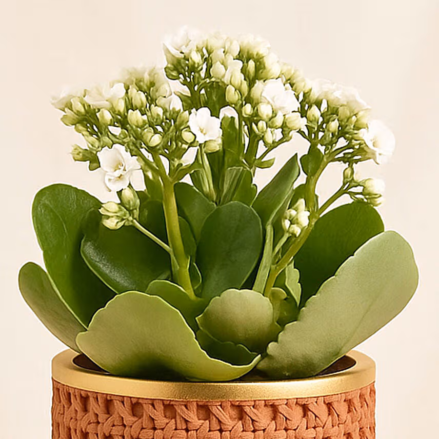 White Kalanchoe In Ceramic Pot
