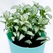 Vibrant Fittonia Plant in Stylish Conical Pot - Perfect for Indoor & Outdoor Decor