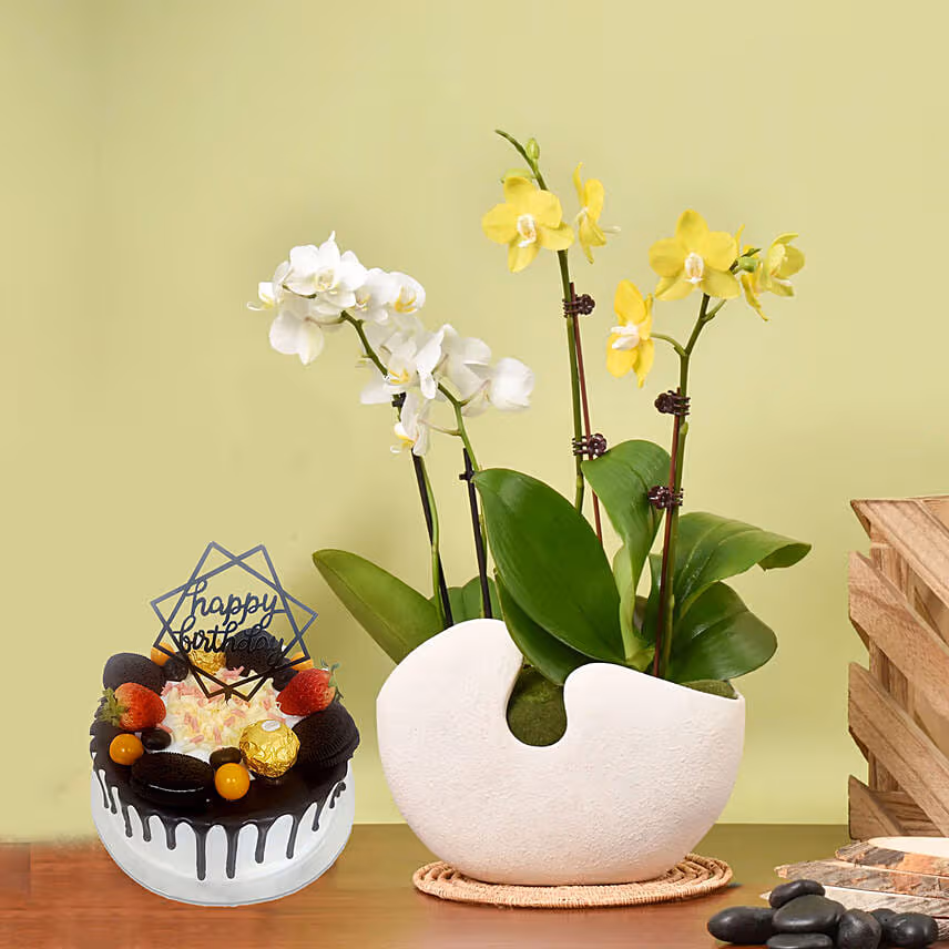 White and Yellow Mini Orchid in Designer Base with Cake