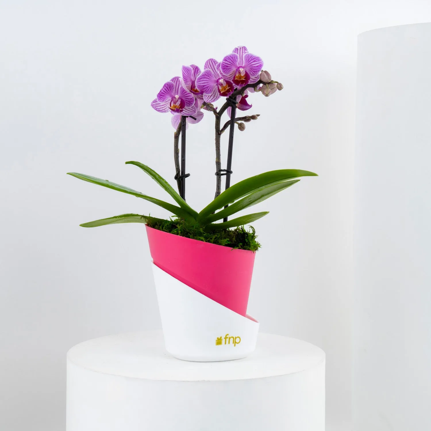 Dual Stem Mini Orchid | Dual Color Pot
