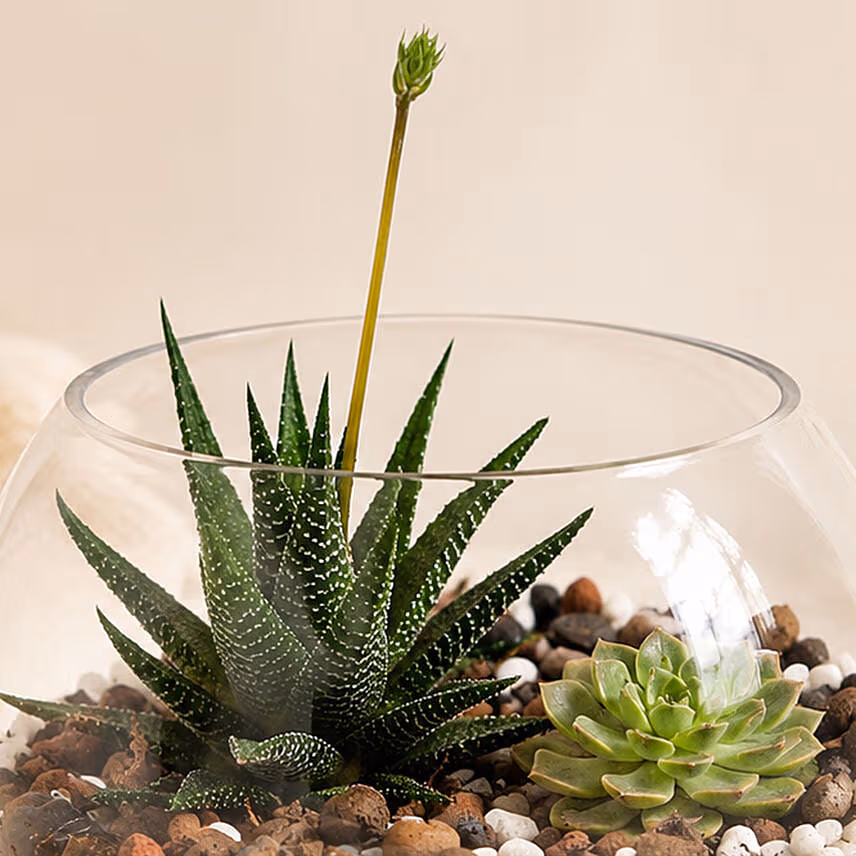 Decorative Succulents In Fish Bowl