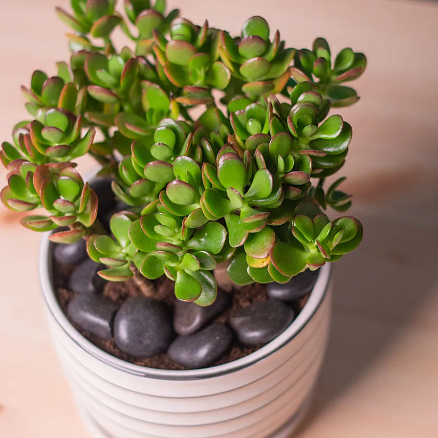 Mini Succulant Plant in Designer Round Vase