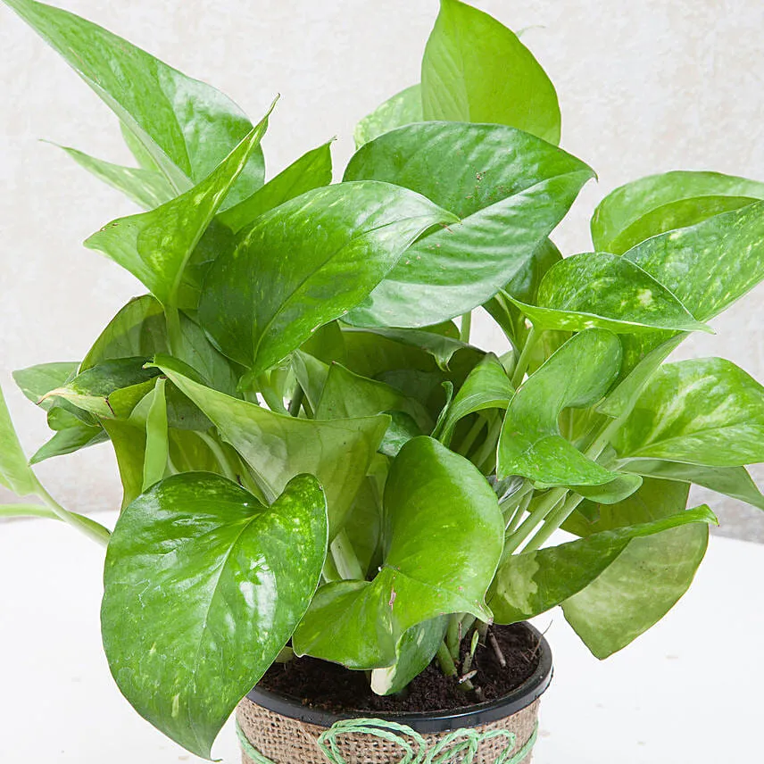 Classic Money Plant With Ferrero Rocher
