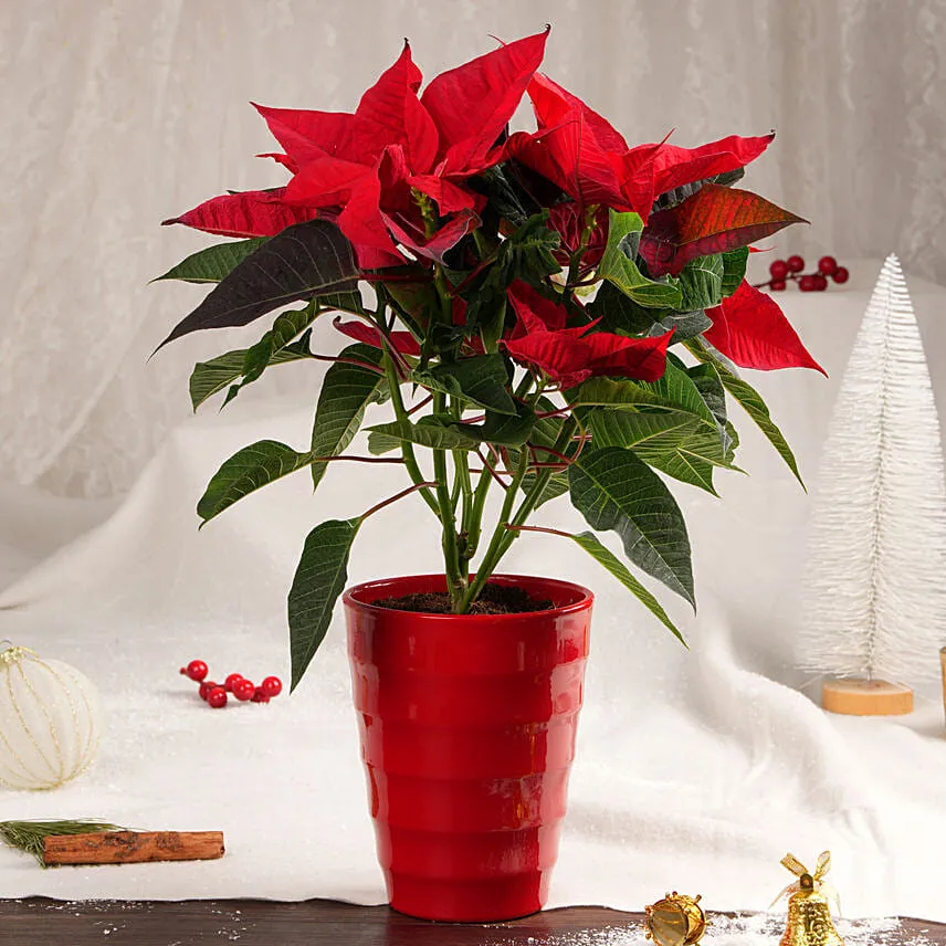 Poinsettia in Red Planter