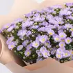 Elegant Blue Aster Flower Bouquet - Perfect for Any Occasion