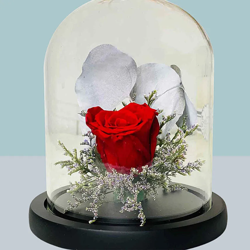 Red Forever Rose in Dome for Valentines Day