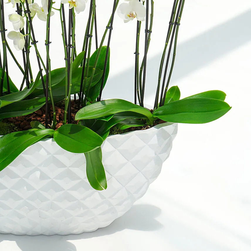 24 Stems Holland Orchid in Premium Diamond Textured Planter