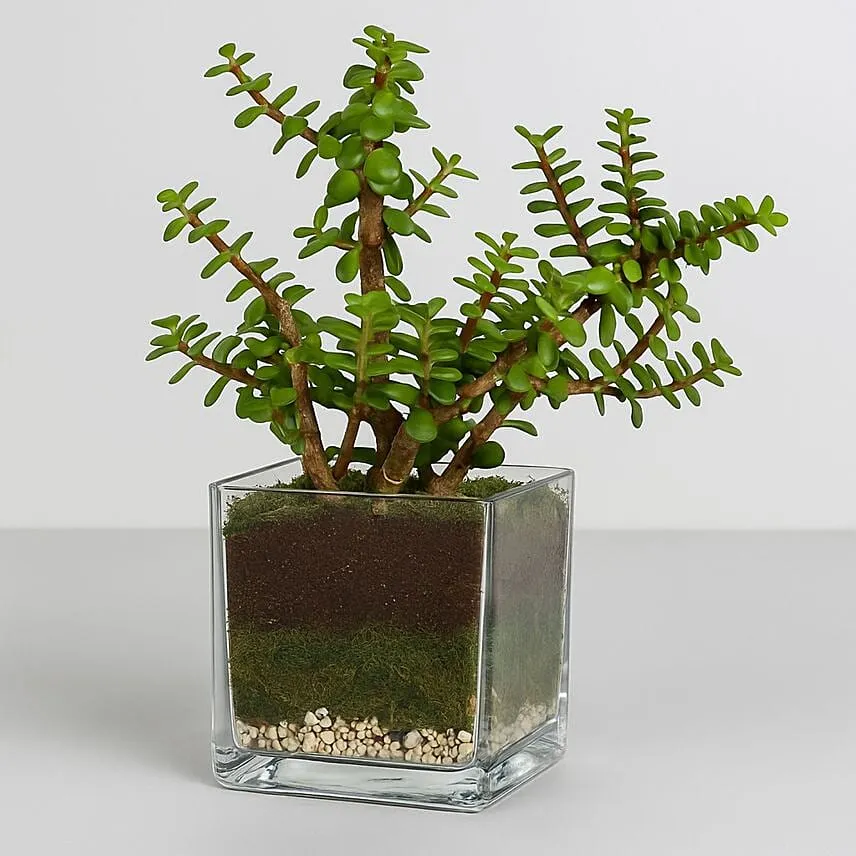 Jade Plant in Plastic Pot