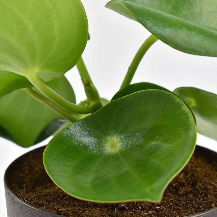 Peperomia Plant in Planter