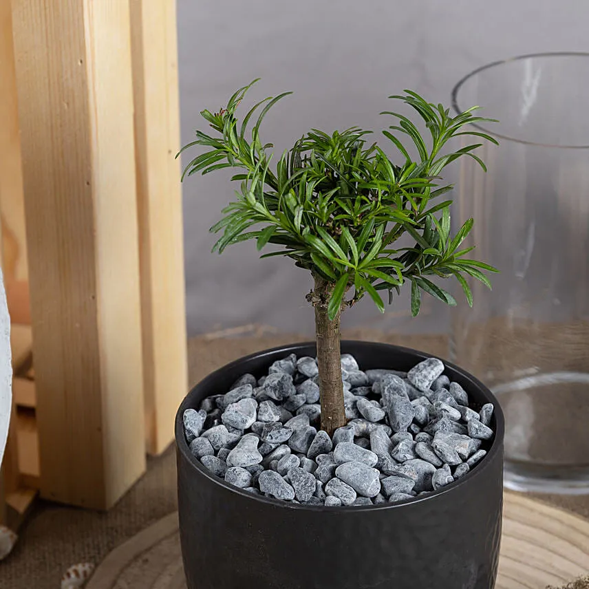 Pine Bonsai and Chocolates Combo