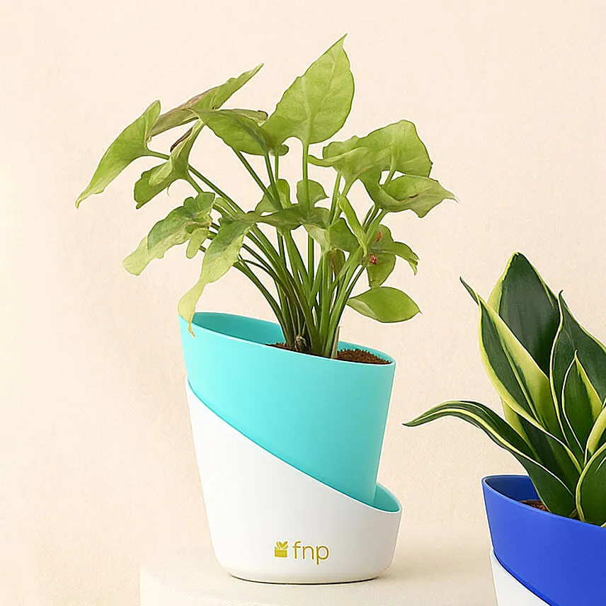 Abundance Plant Duo