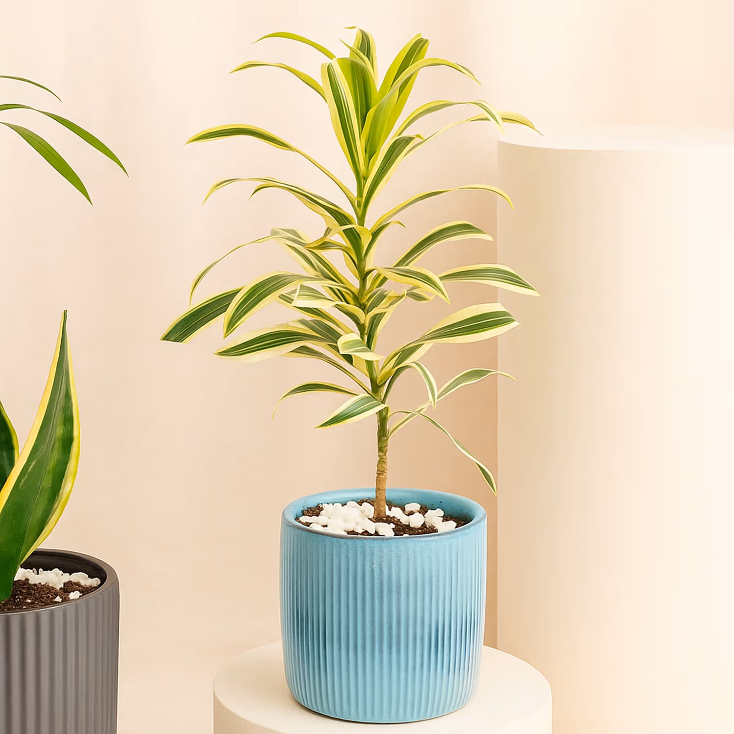Trio of Air Purifying Plants