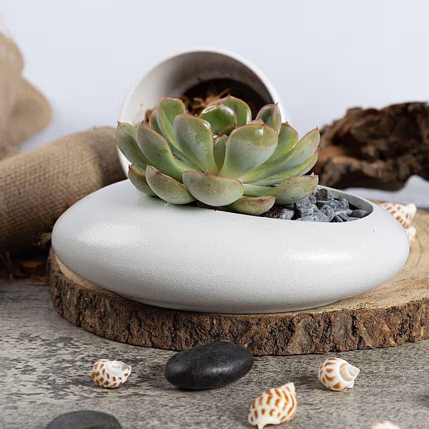 Echeveria Beauty Plant