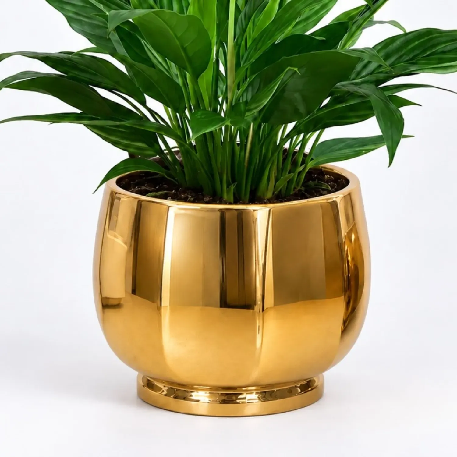 Peace lily in Matt Black Planter
