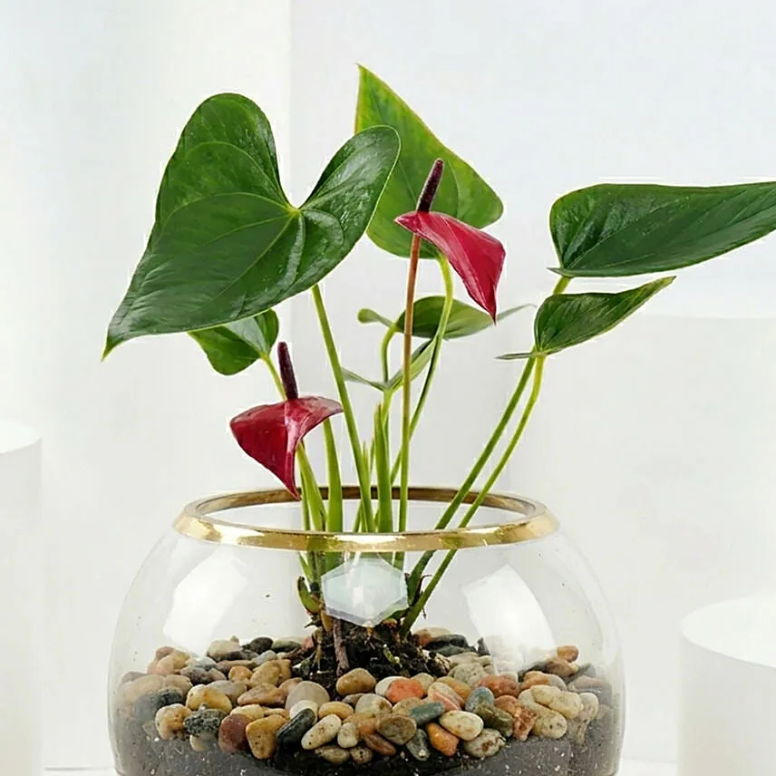 Red Anthurium Plant in Gold Pot