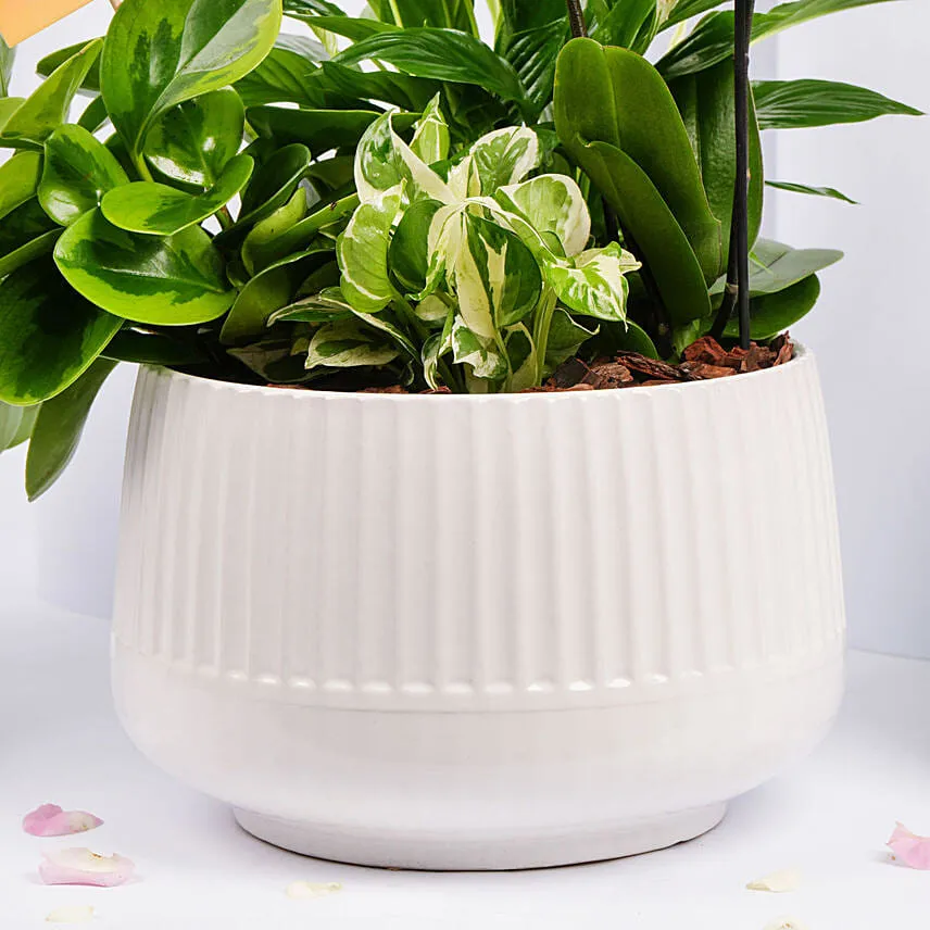 Plants Garden with Mini Orchid Plant