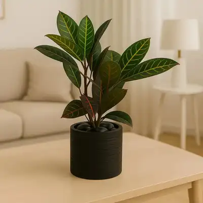 Elegant Tropical Croton in Handmade Charcoal Planter