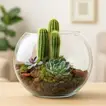 Elegant Cactus & Echeveria Succulent Fish Bowl Terrarium