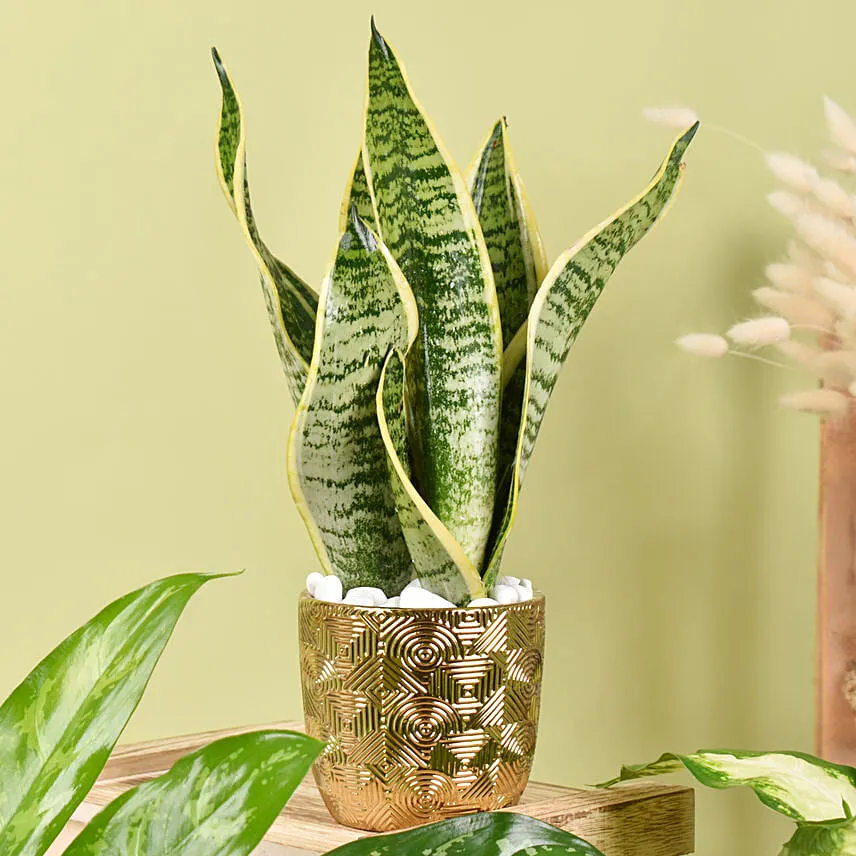 Gold Pot Air Purifying Plants Collection