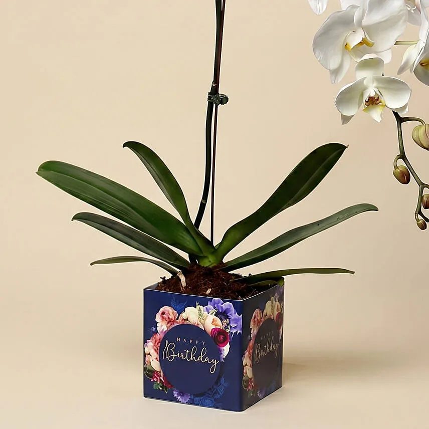 White Phalaenopsis Plant For Birthday