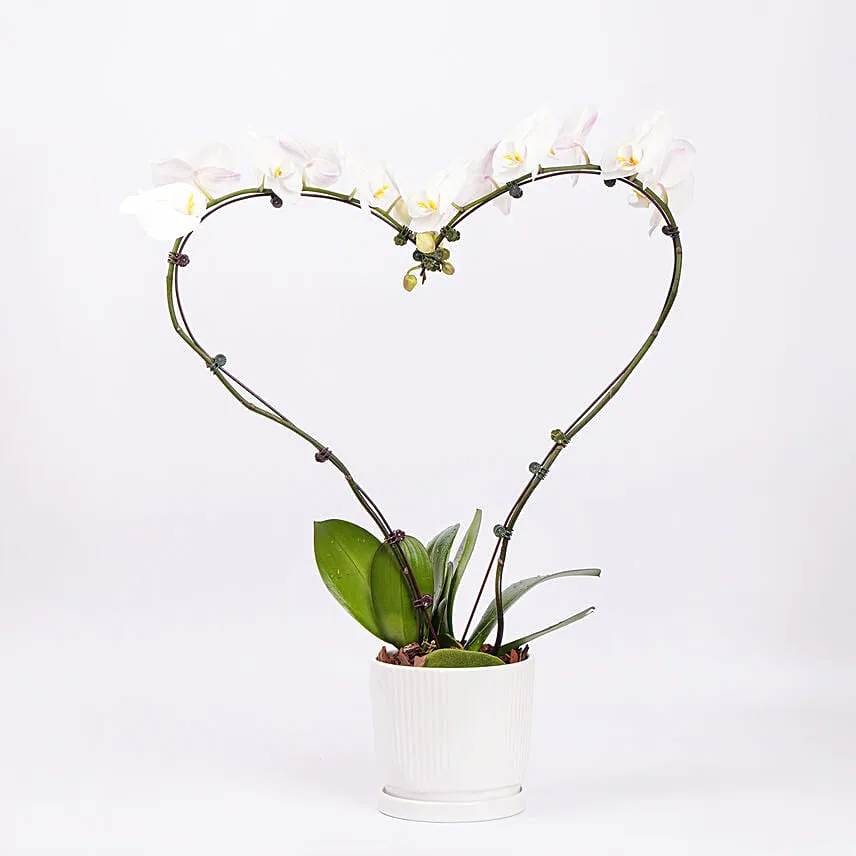 White Heart Orchid