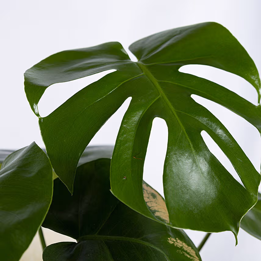 Magical Monstera Deli cosa Plant