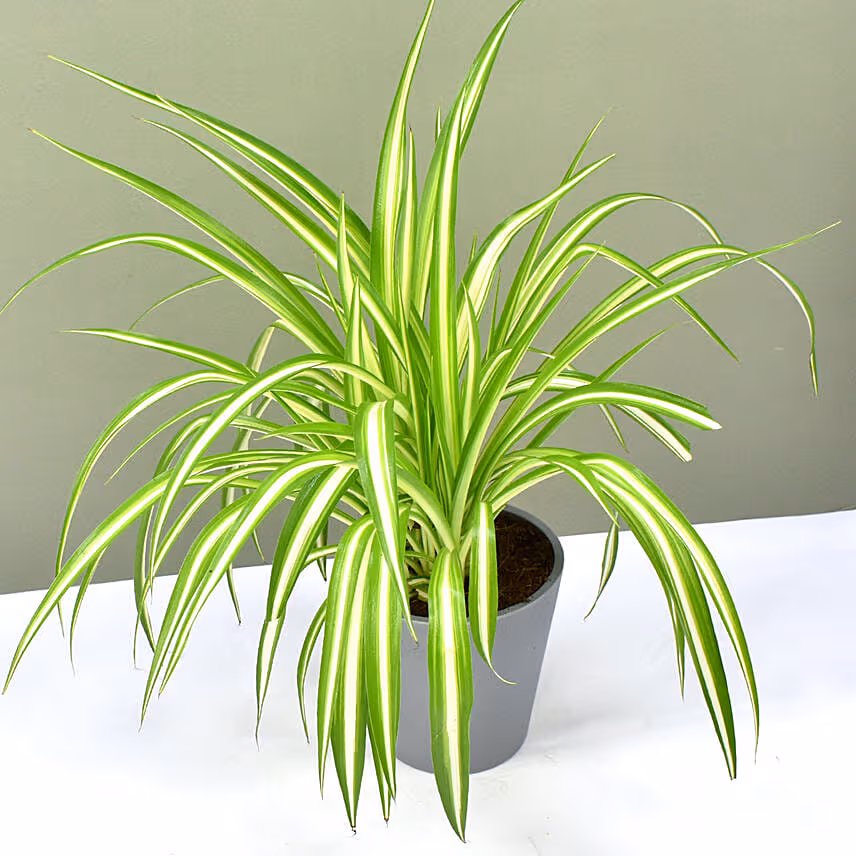 Chlorophytum Or Spider Plant