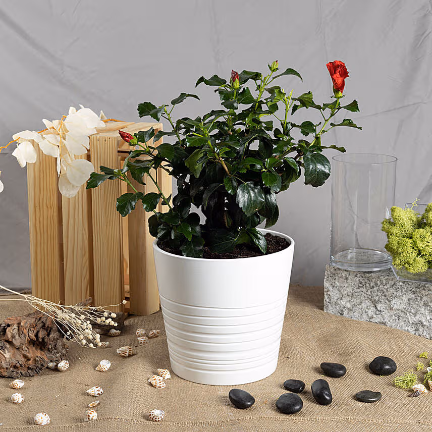 Hibiscus Flowering Plant