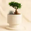 أصيص نباتات داخلية متنوعة