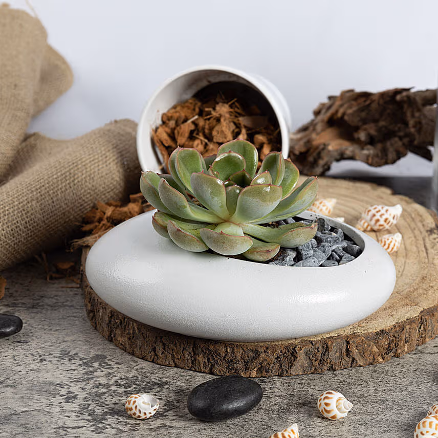 Echeveria Beauty Plant