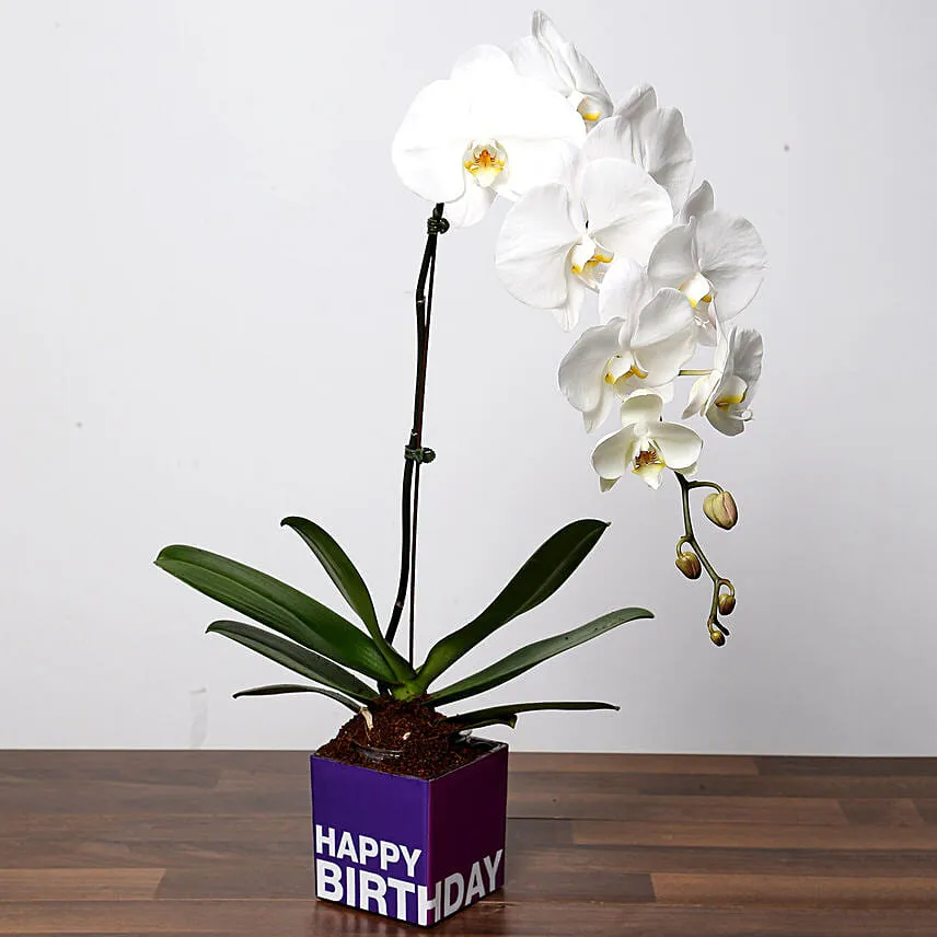 White Phalaenopsis Plant For Birthday Add