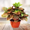 Croton Petra Planter