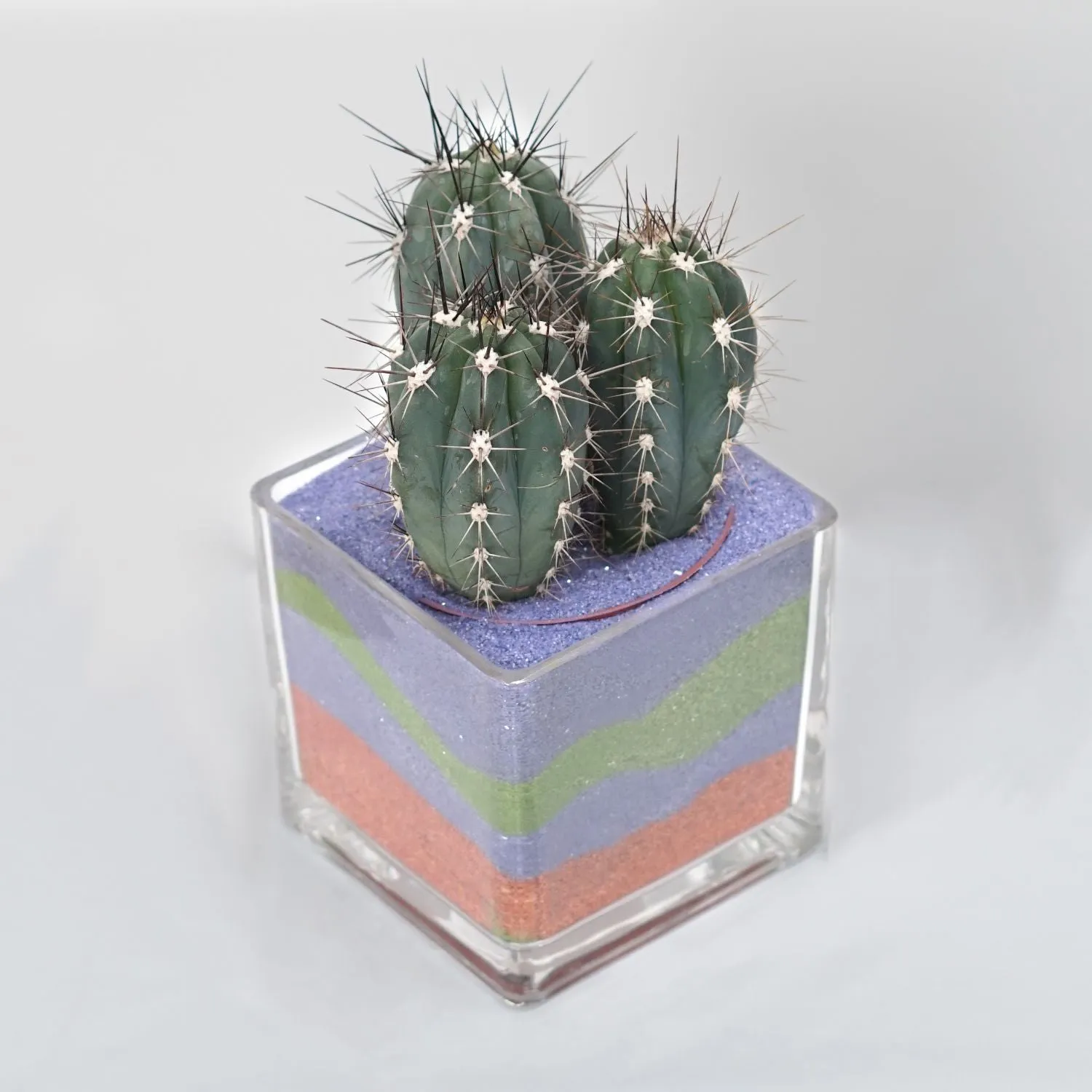 Vibrant Cactus Plant in Square Glass Jar with Colored Sand Layers