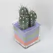 Vibrant Cactus Plant in Square Glass Jar with Colored Sand Layers