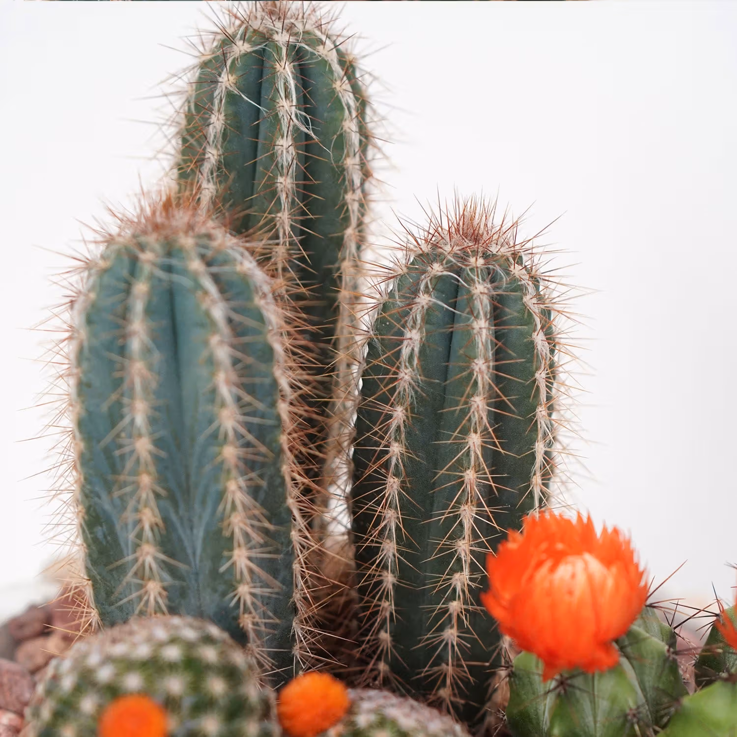 Cactus Plant Square Wooden Pot