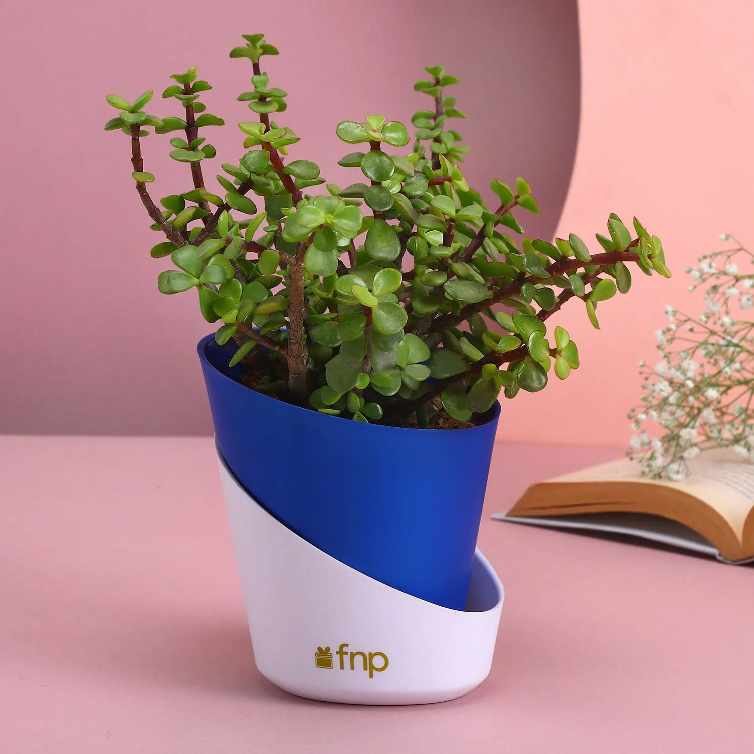 Elegant Natural Jade Plant in Self-Watering Conical Planter