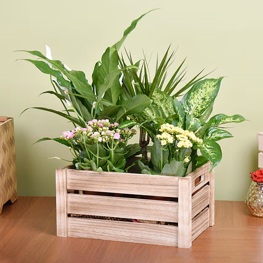 Urban Garden Plant Basket