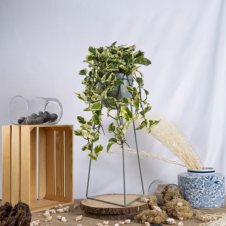 Joy Pothos and ZZ Plant Stand