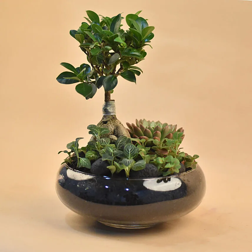 Mini Succulent Garden In Round Vase