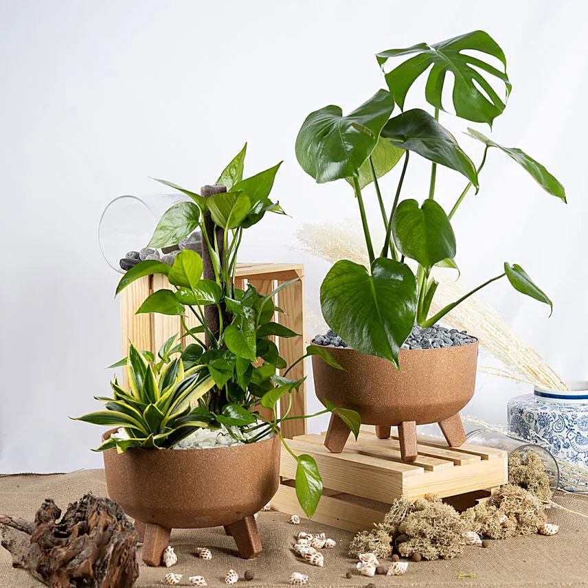 Air Purifying Plants Set