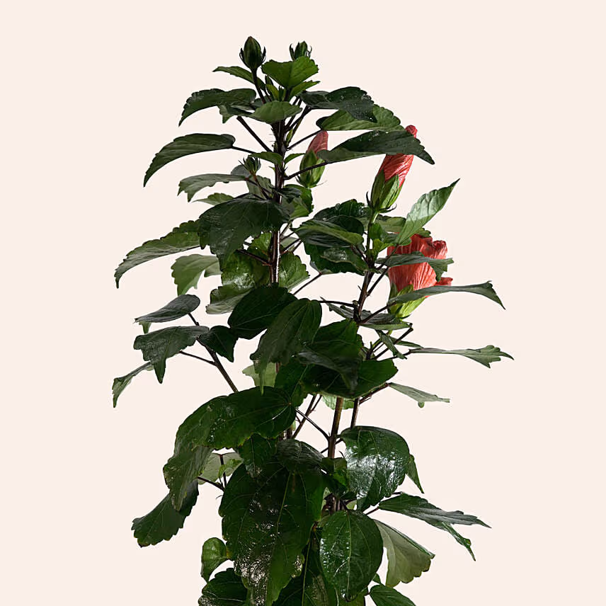 Hibiscus Plant