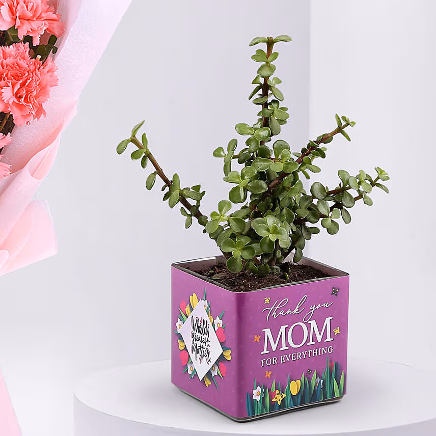 Mothers Day Carnation Flowers with Jade Plant