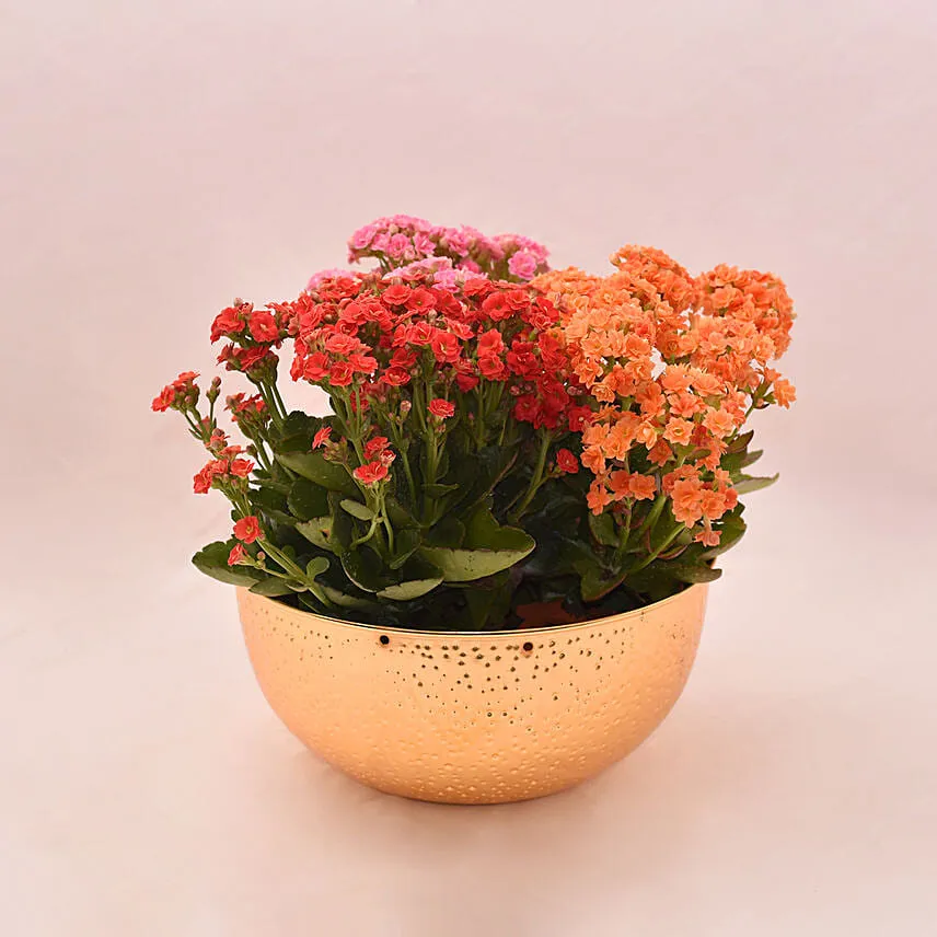 Mixed Kalanchoe Plant's in Gloden Pot