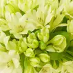 هدية تخرج مزهرية ورد زنابق بيضاء